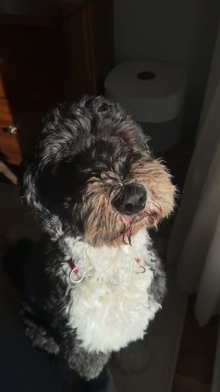 Bear, a black and white sheepadoodle