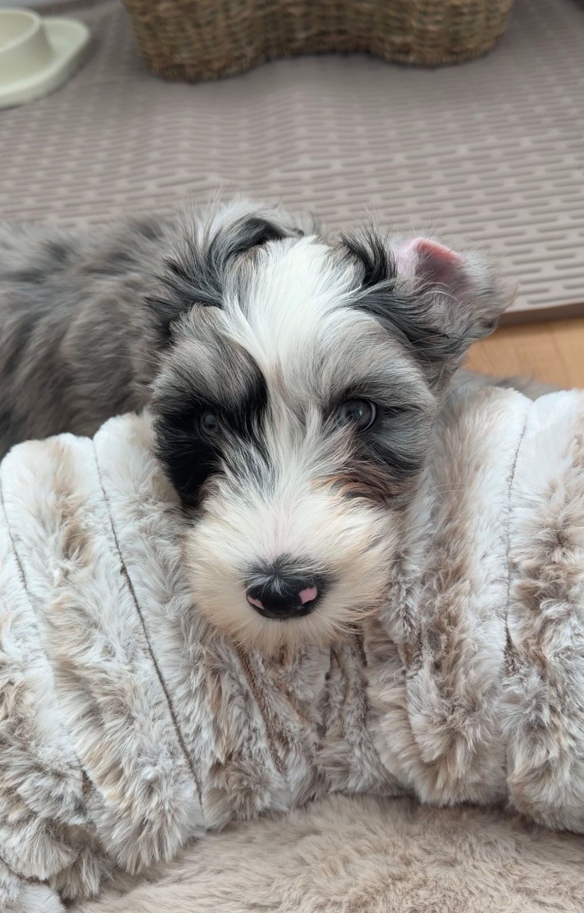 Birdie, a blue merle sheepadoodle puppy, resting on a fluffy bed